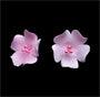 Fruit Blossom Single - Pink*